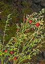 Vaccinium parvifolium